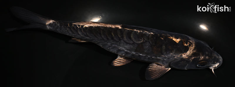 7.5" ARAGOKE BENI KIKOKURYU