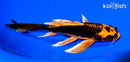 6" ORENI MATSUBA BUTTERFLY