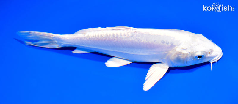8" DOITSU PLATINUM OGON
