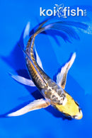 5" KIN KIKOKURYU BUTTERFLY