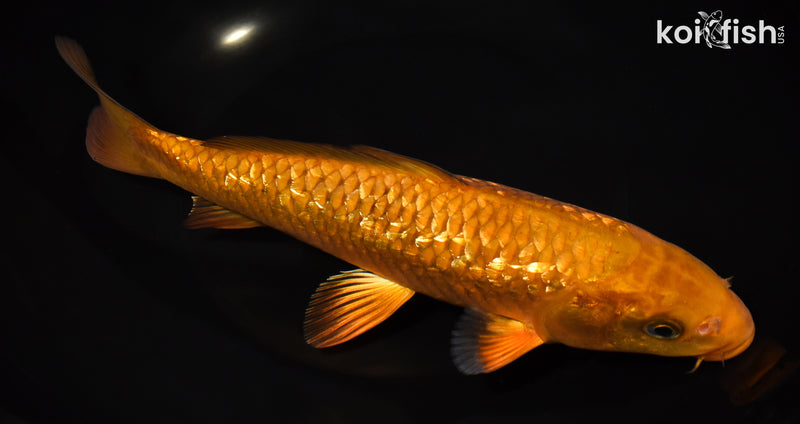 9.25" GINRIN CHAGOI