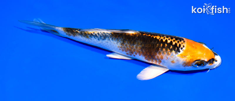 7.25" KUJAKU