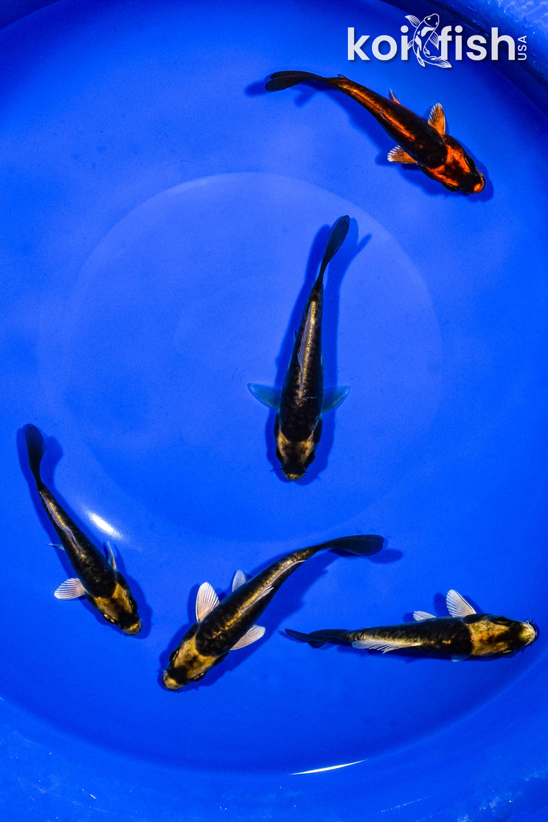 PACK OF (5) 3-4" KABUTO KOI