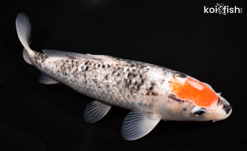 11" BENI MATSUKAWABAKE