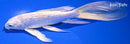 7.25" GINRIN LEMON HARIWAKE BUTTERFLY