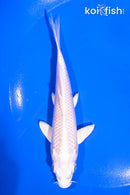 5" PLATINUM OGON