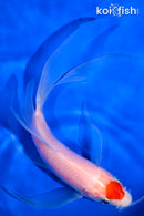 6.5" TANCHO KOHAKU BUTTERFLY