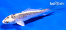 4" ARAGOKE KIKOKURYU