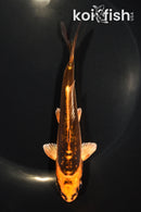 5.75" BENI KIKOKURYU