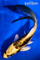 7.25" KIN KIKOKURYU BUTTERFLY
