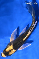 6.5" KABUTO BUTTERFLY