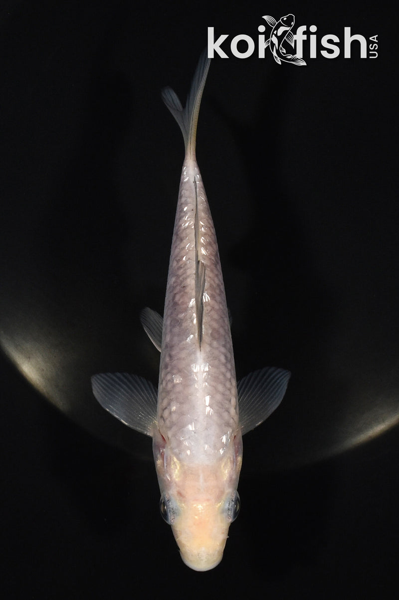 5" SORAGOI