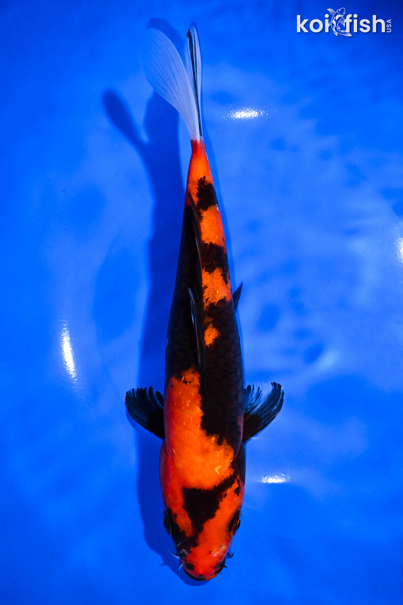8.75" HI SHOWA