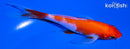 5.5" KOHAKU BUTTERFLY