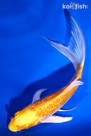 5" GINRIN LEMON HARIWAKE BUTTERFLY
