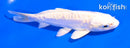 5" DOITSU PLATINUM OGON