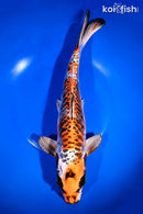 13" ARAGOKE BENI KIKOKURYU