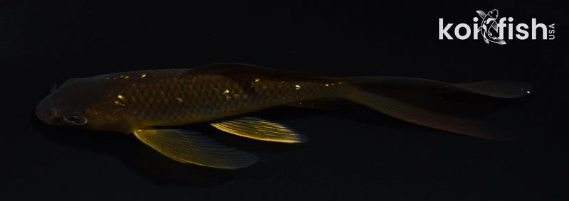 5" CHAGOI BUTTERFLY