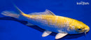 6.25" LEMON HARIWAKE