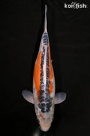 14.25" HI SHUSUI