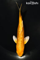 5.5" GINRIN YAMABUKI OGON