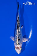 4.5" GINRIN GIN SHIRO BEKKO