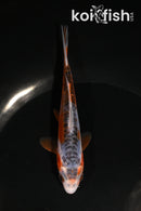 5" HI SHUSUI