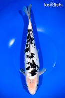 13" LEATHER SHIRO BEKKO