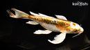 9.25" KIN KIKOKURYU BUTTERFLY