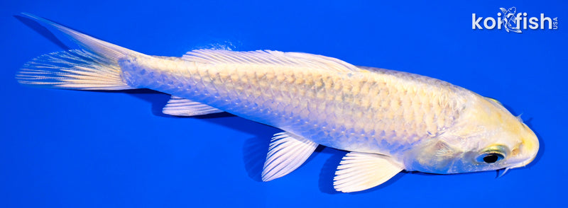 5.25" YAMABUKI OGON