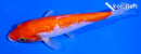 5.75" GINRIN KOHAKU