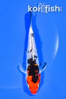 5.25" GINRIN YAMATO NISHIKI