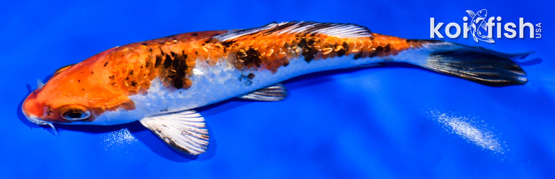 6" GINRIN YAMATO NISHIKI