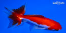 4.25" SARASA WATONAI GOLDFISH