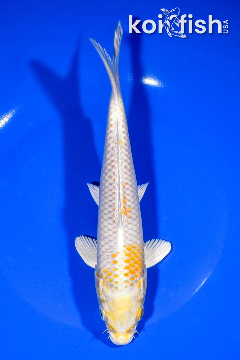 7.75" HARIWAKE