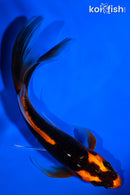 5.5" ORENJI MATSUBA BUTTERFLY