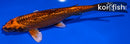 6.75" GINRIN KIN ORENJI MATSUBA