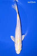 7" LEMON HARIWAKE