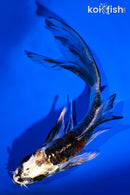 5.5" BENI GINGA BUTTERFLY