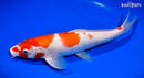 13.5" KOHAKU