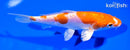 6.5" KIKUSUI