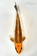 6.75" ORENJI MATSUBA