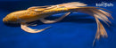 19" DOITSU YAMABUKI OGON BUTTERFLY