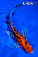 6" AKA SANKE BUTTERFLY