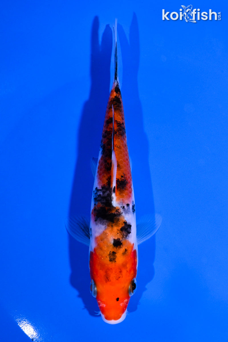 5.5" SANKE