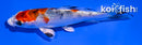 3.5" YAMATO NISHIKI