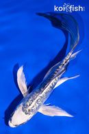 6.25" GINRIN KIKOKURYU BUTTERFLY