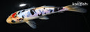 6.5" DOITSU TANCHO SANKE