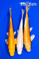 PACK OF (3) 6.5-7" STANDARD KOI