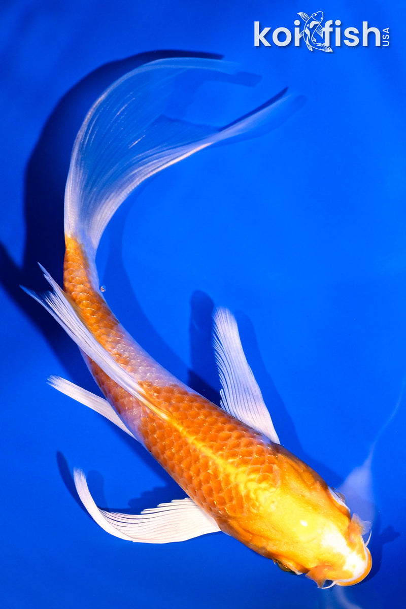 5.75" HARIWAKE BUTTERFLY